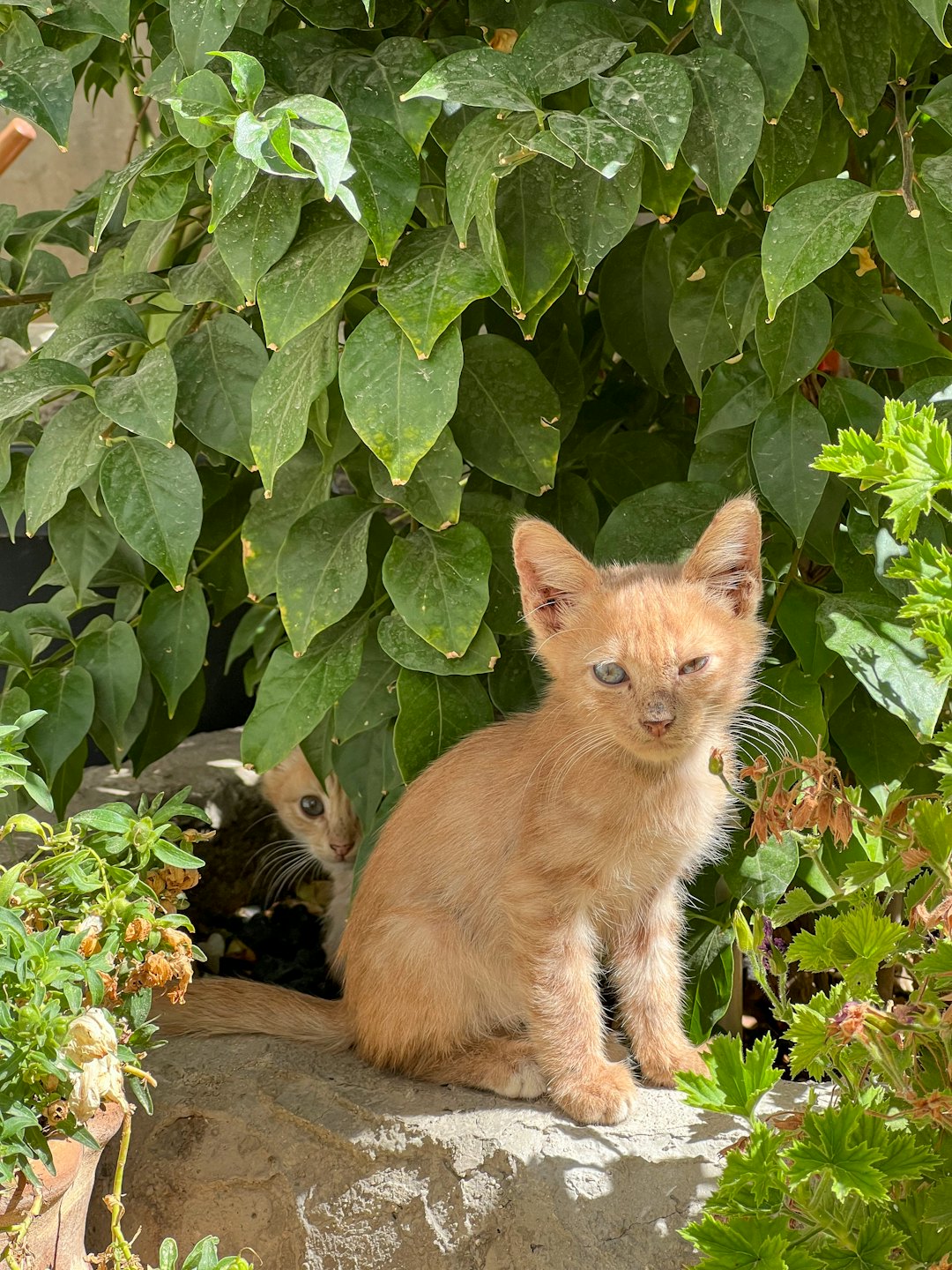 An orange kitten sits on stone near hidden green kitten.