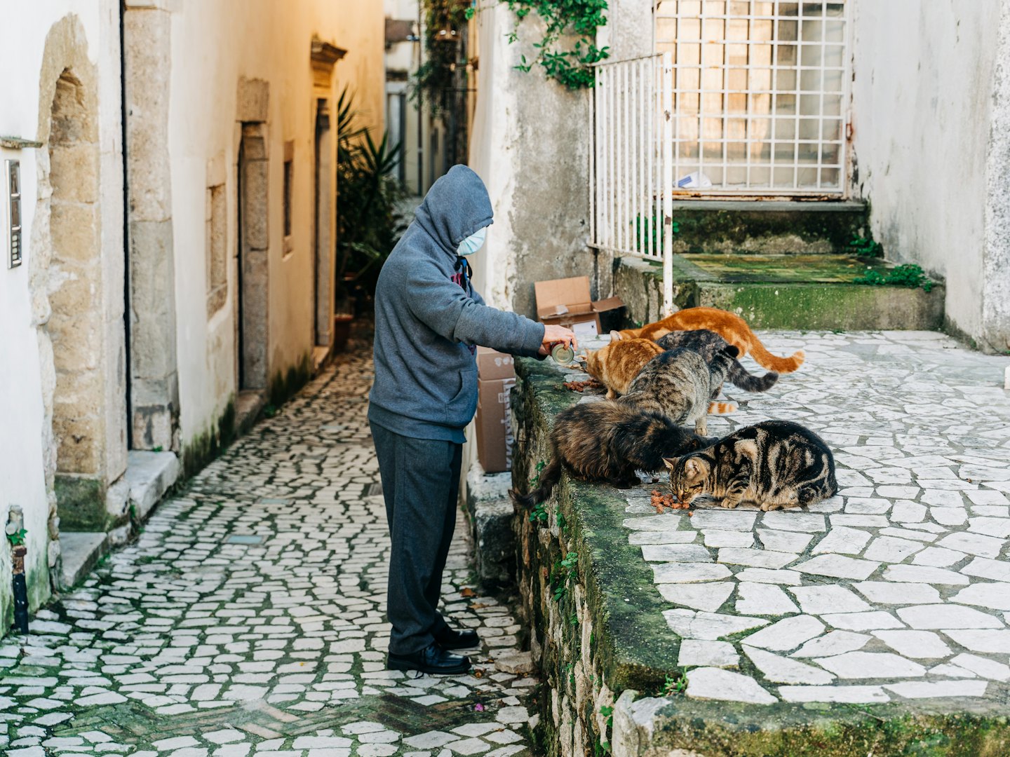 Person feeds stray cats kibble in a cobblestone alley.