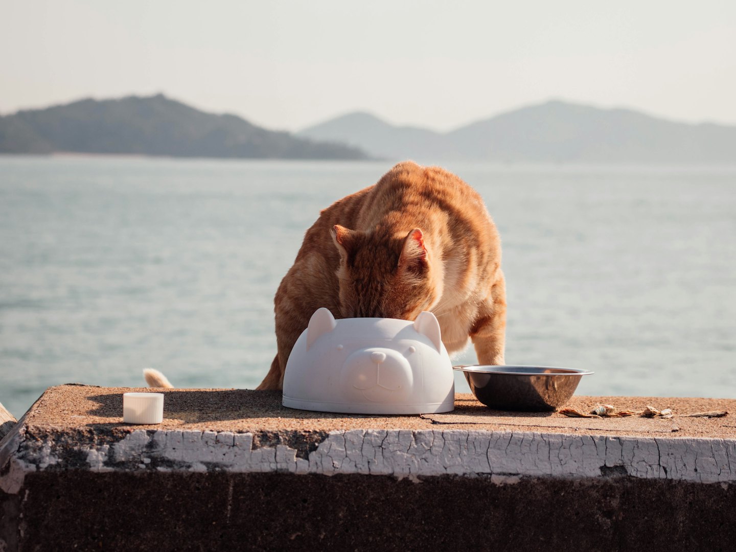 Orange tabby cat eats from a bowl on a concrete ledge.