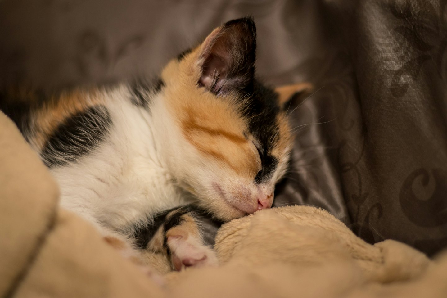 A calico kitten sleeping curled up in a soft blanket.