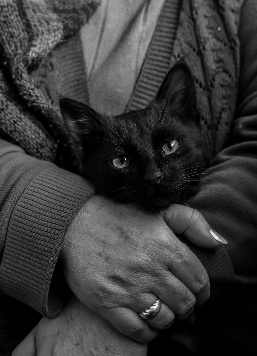 An older adult gently cradles a small black kitten.