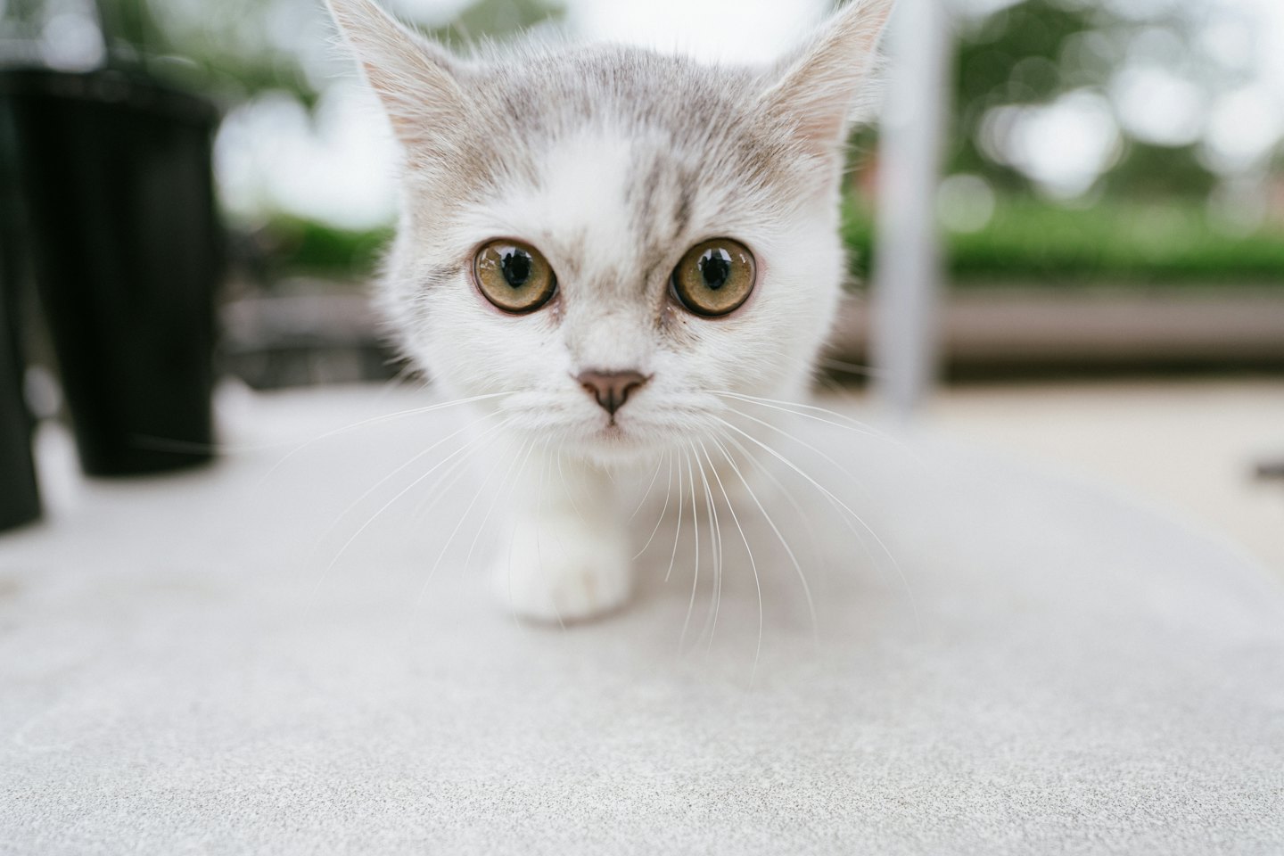 A small white and grey kitten gazes ahead.