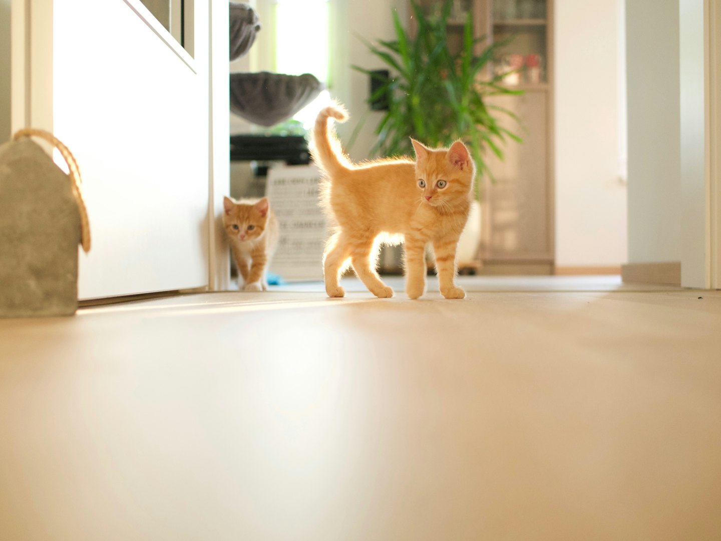 Two ginger tabby kittens exploring a bright sunlit room.