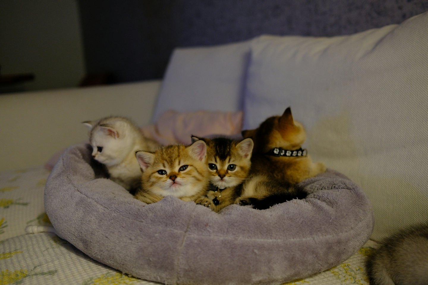 Four kittens are nestled together in a grey pet bed.