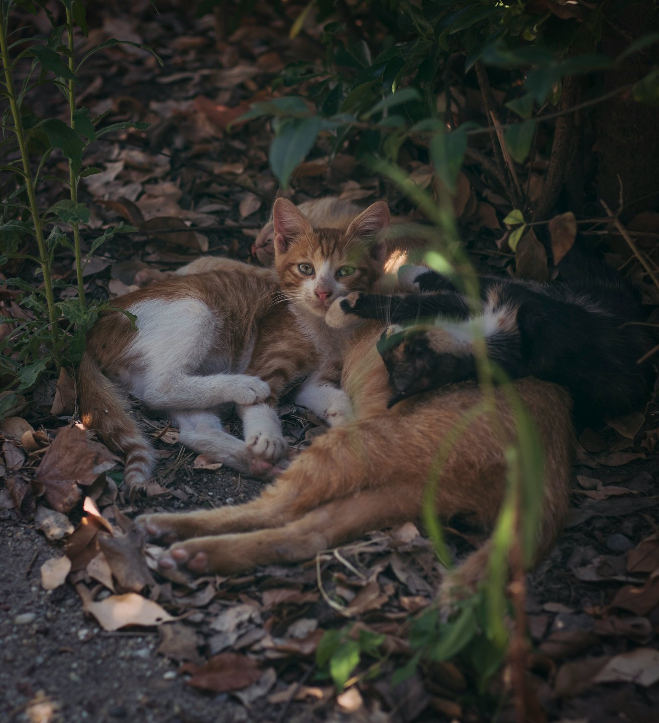 Kittens huddle together under green leaves on a bed of dry leaves.