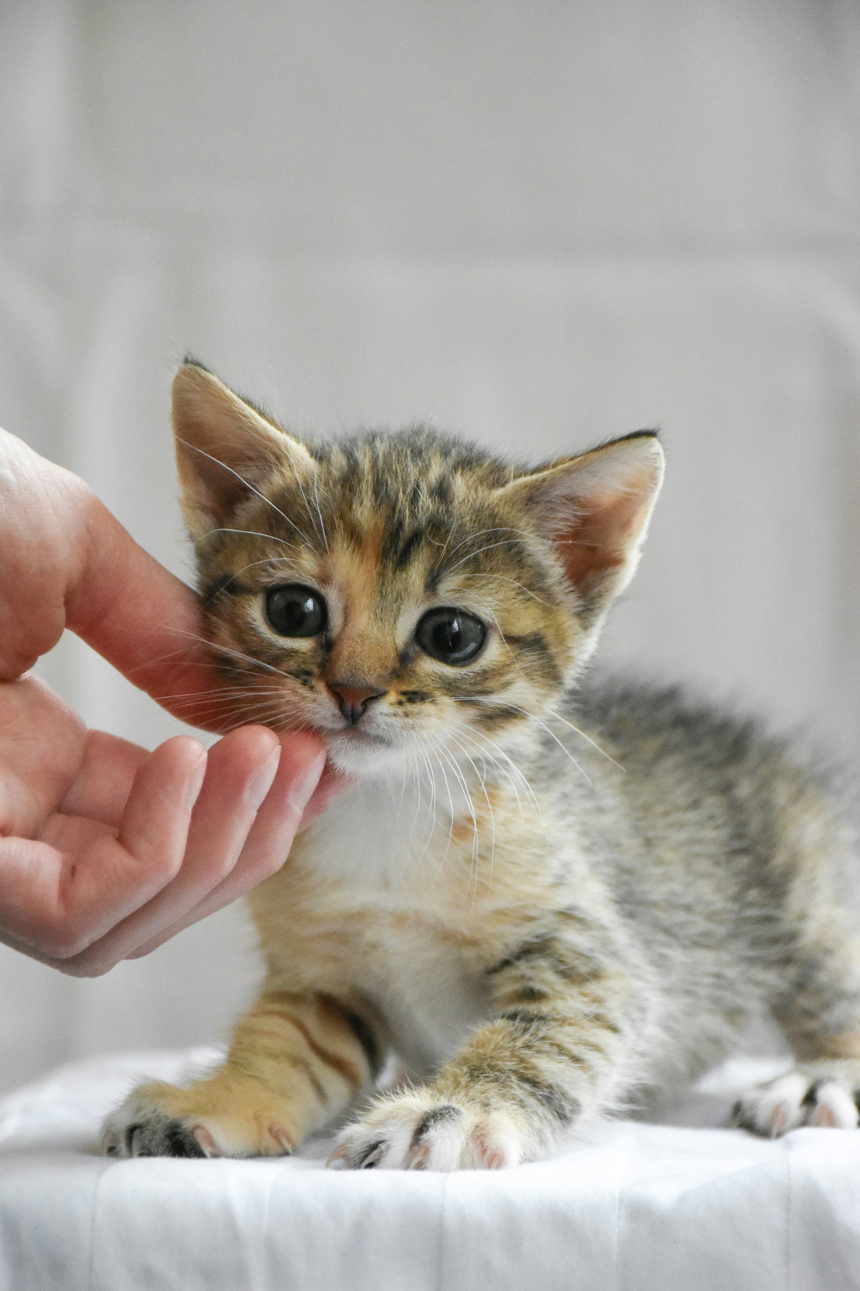 Hello world!
